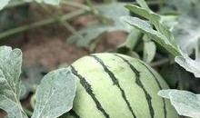 最近网红吃瓜,揭秘娱乐圈最新热点事件